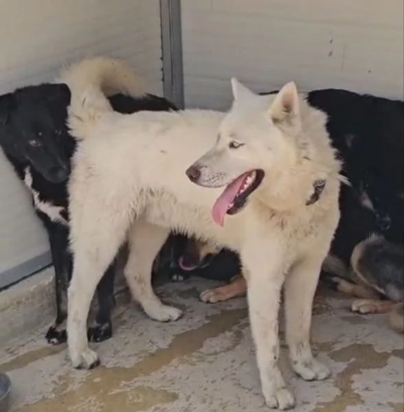 Zeus giovane Siberian Husky socievole con tutti  | Foto 3