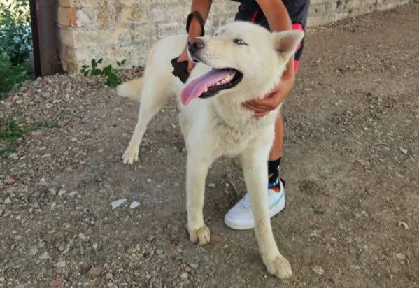 Zeus giovane Siberian Husky socievole con tutti  | Foto 2
