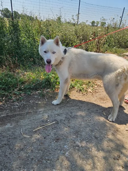 Zeus giovane Siberian Husky socievole con tutti  | Foto 1