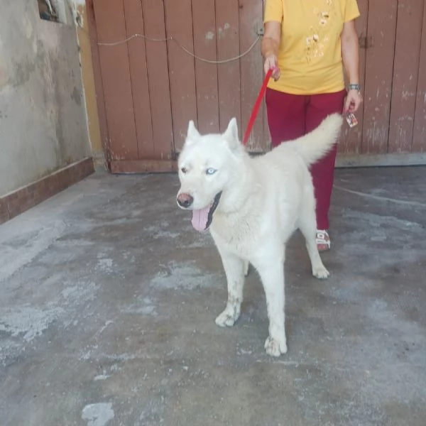 Zeus giovane Siberian Husky socievole con tutti  | Foto 0