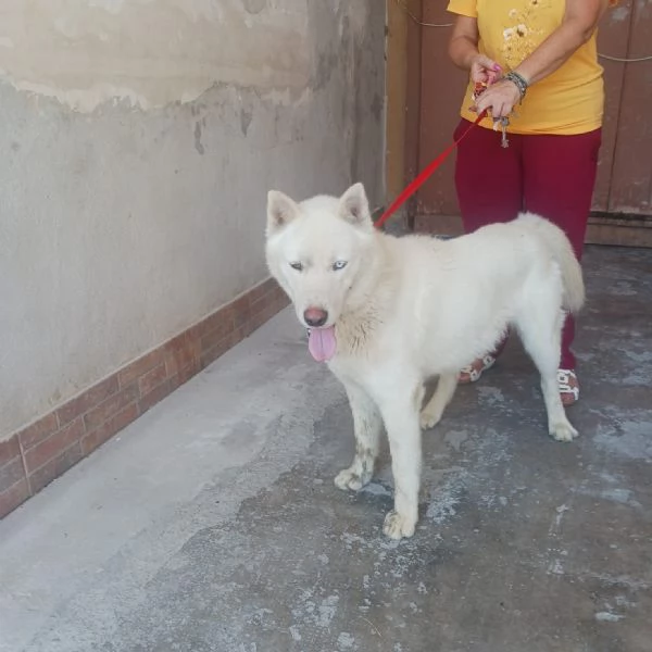 Zeus giovane Siberian Husky socievole con tutti 
