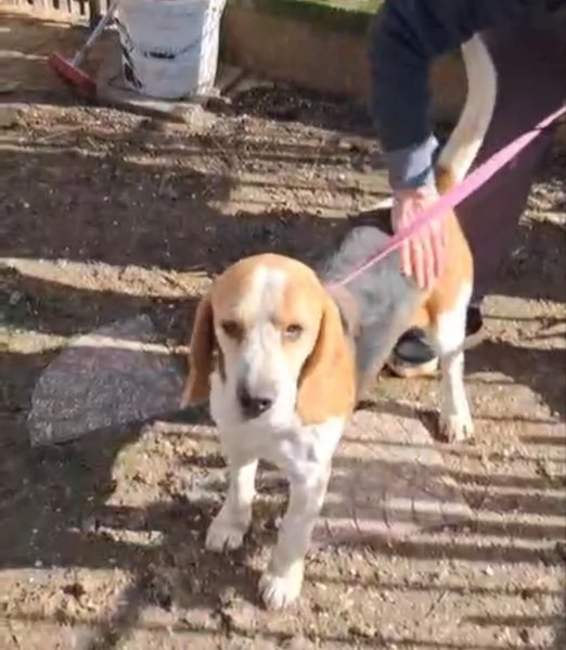 Alvin nonnino Beagle dolce e socievole  | Foto 6