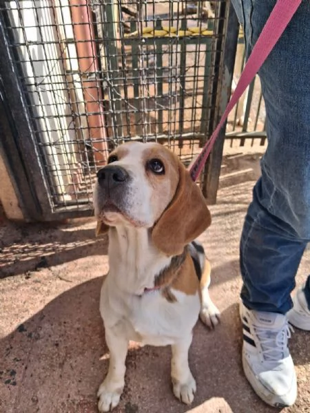 Alvin nonnino Beagle dolce e socievole  | Foto 5