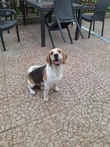 Alvin nonnino Beagle dolce e socievole  | Foto 4