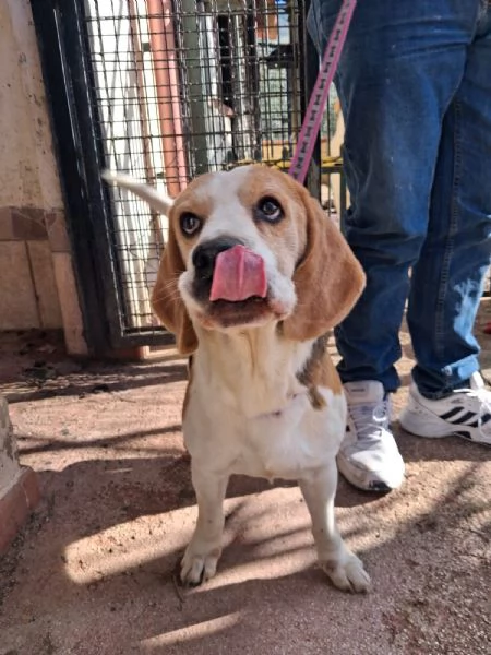 Alvin nonnino Beagle dolce e socievole  | Foto 3
