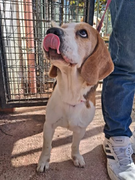 Alvin nonnino Beagle dolce e socievole  | Foto 2