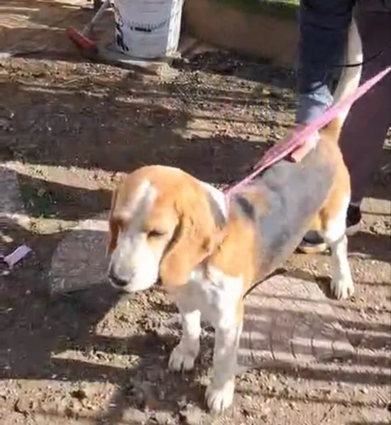 Alvin nonnino Beagle dolce e socievole  | Foto 1