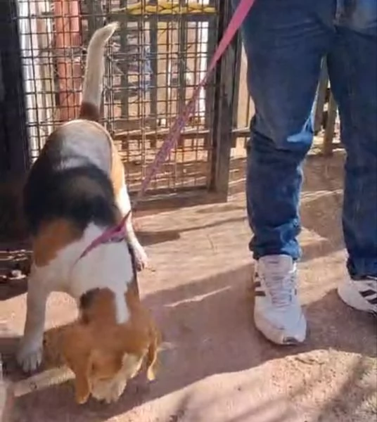 Alvin nonnino Beagle dolce e socievole  | Foto 0