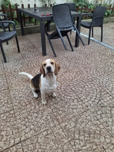 Alvin nonnino Beagle dolce e socievole 
