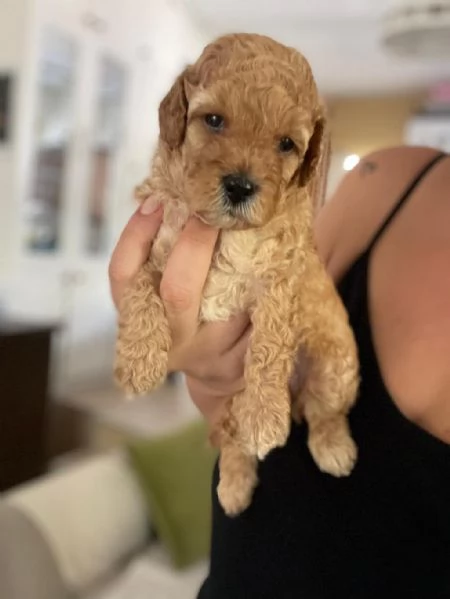 regala cuccioli di barboncino maschi e femmine