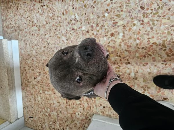 URGENTE  AIUTIAMO DOKKER A NON FINIRE IN CANILE | Foto 1