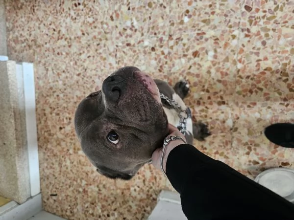 URGENTE  AIUTIAMO DOKKER A NON FINIRE IN CANILE | Foto 0