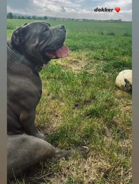 URGENTE  AIUTIAMO DOKKER A NON FINIRE IN CANILE