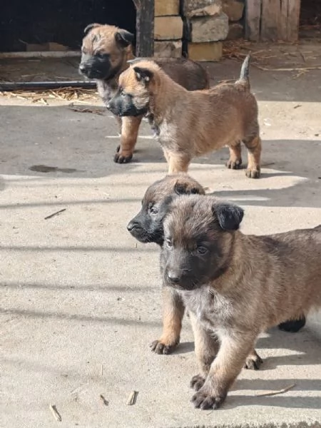 Pastore belga malinois Cuccioli | Foto 6