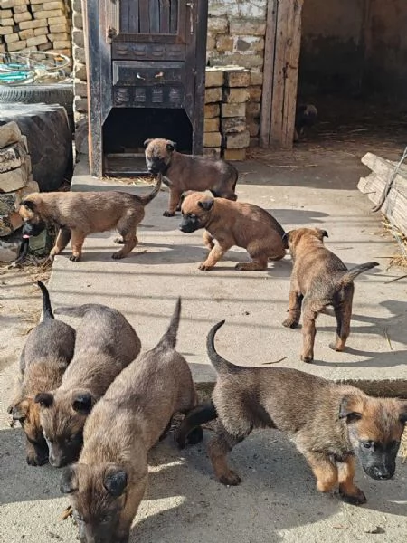 Pastore belga malinois Cuccioli | Foto 5