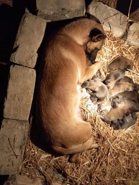 Pastore belga malinois Cuccioli | Foto 4