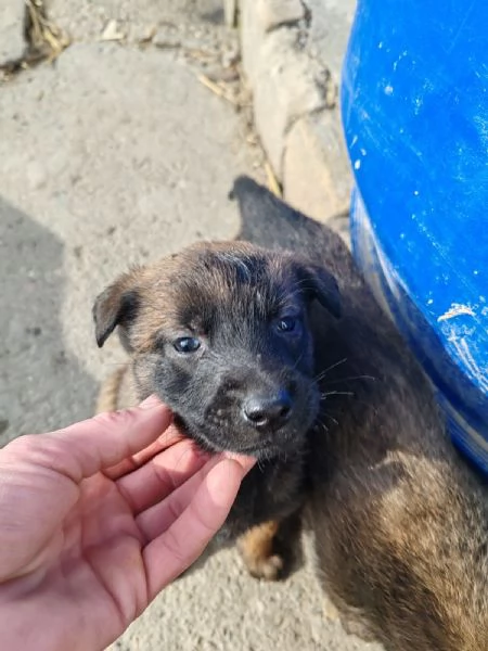 Pastore belga malinois Cuccioli | Foto 3