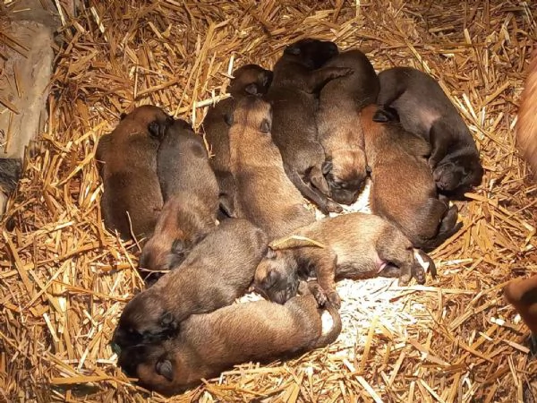 Pastore belga malinois Cuccioli | Foto 2