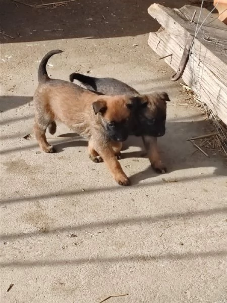 Pastore belga malinois Cuccioli