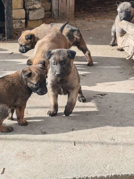 Pastore belga malinois Cuccioli | Foto 1