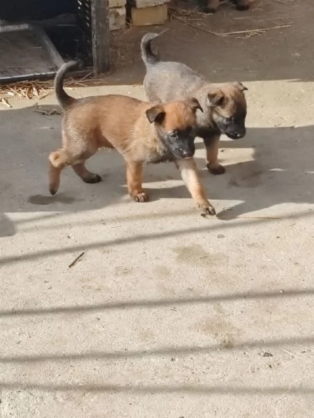 Pastore belga malinois Cuccioli | Foto 0