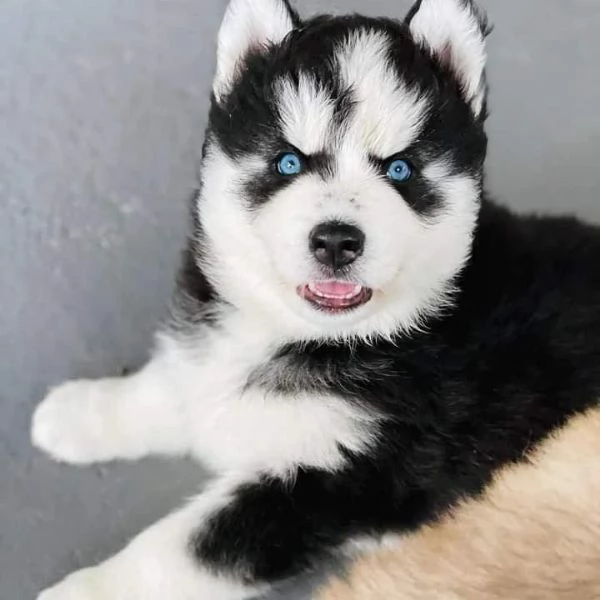 Regalo cuccioli di husky siberiano  maschi e femmina  