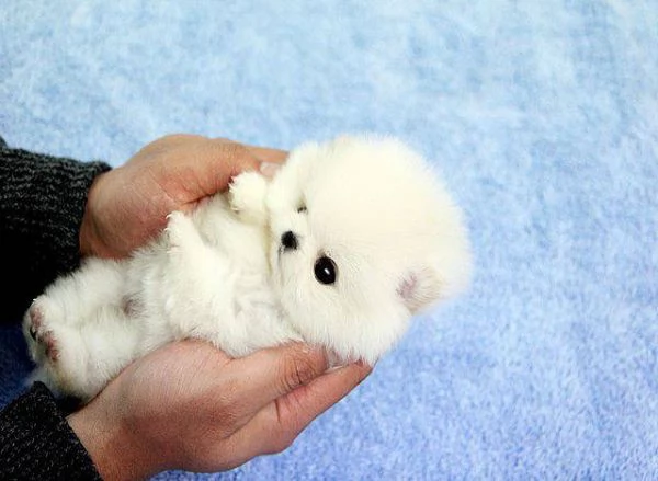 Vendo due simpatici cuccioli di Pomerania Teacup
