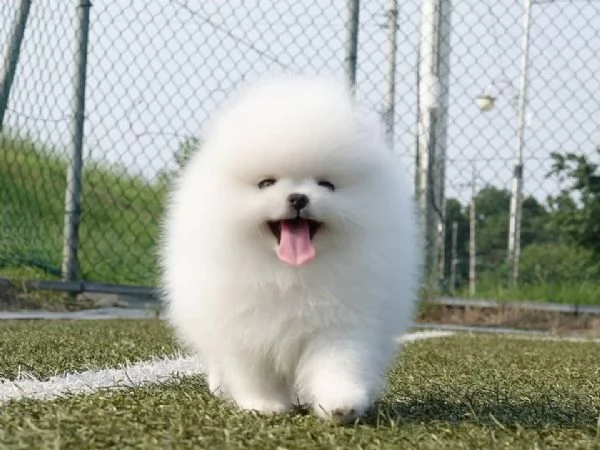Regalo Cuccioli di pomerania maschio o femmina