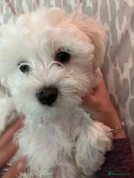 maltese toy il cucciolo per ladozione | Foto 1