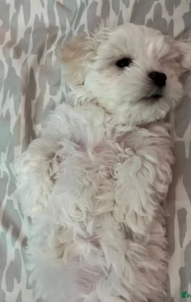 maltese toy il cucciolo per ladozione | Foto 0