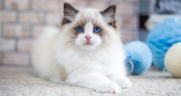 Fantastici gattini Ragdoll disponibili