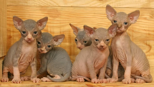 Cucciola di Canadian Sphynx