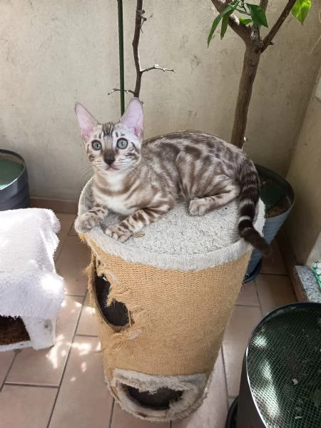 Cuccioli Bengala 
