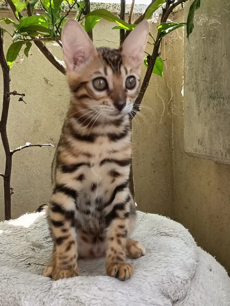 Cuccioli Bengala  | Foto 5