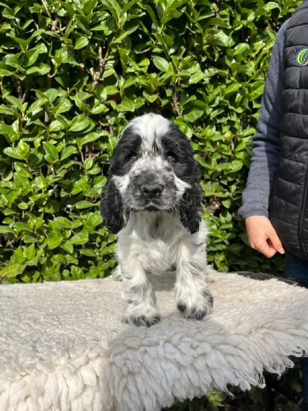 Cuccioli di cocker spaniel inglese | Foto 4