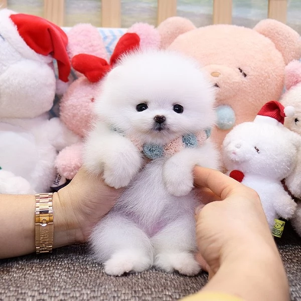 Cucciolo di Volpino Pomerania maschio e femmina amante del divertimento in cerca di adozione | Foto 1