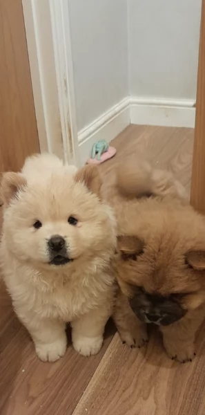 cuccioli di Chow Chow per adozione | Foto 0