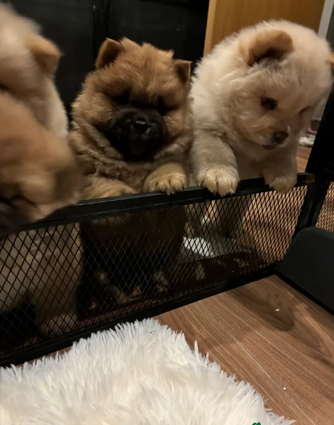 cuccioli di Chow Chow per adozione