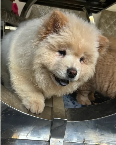 cuccioli di Chow Chow per adozione