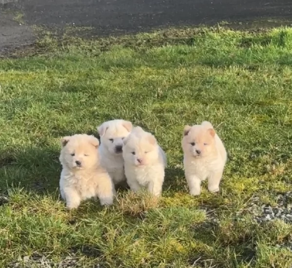 cuccioli di Chow Chow per adozione | Foto 1
