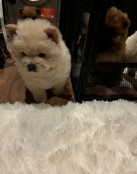 cuccioli di Chow Chow per adozione
