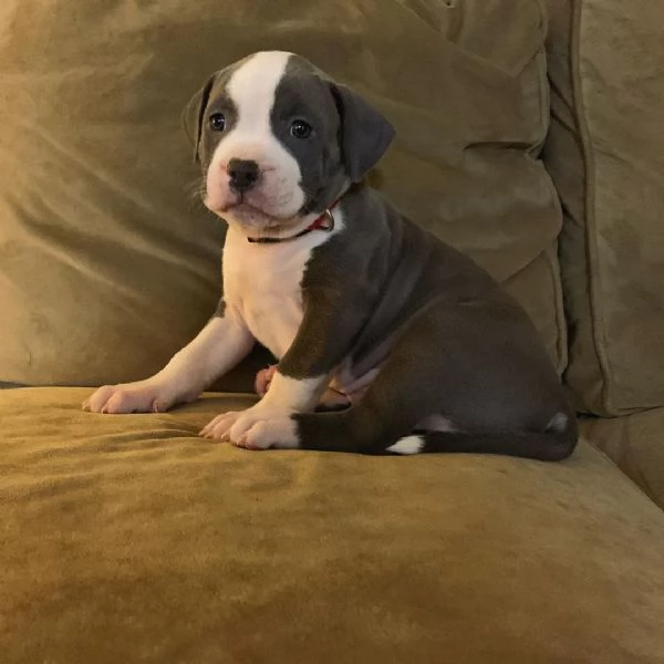 Regalo pitbull giovane dalla cantina al boxsolosoffre molto la solitudine parma