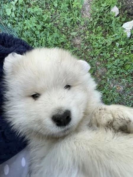Cuccioli di Samoiedo meravigliosi  | Foto 1