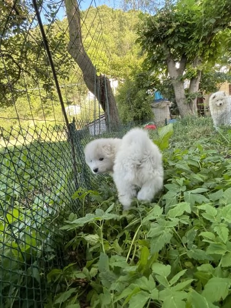 Cuccioli di Samoiedo meravigliosi  | Foto 0