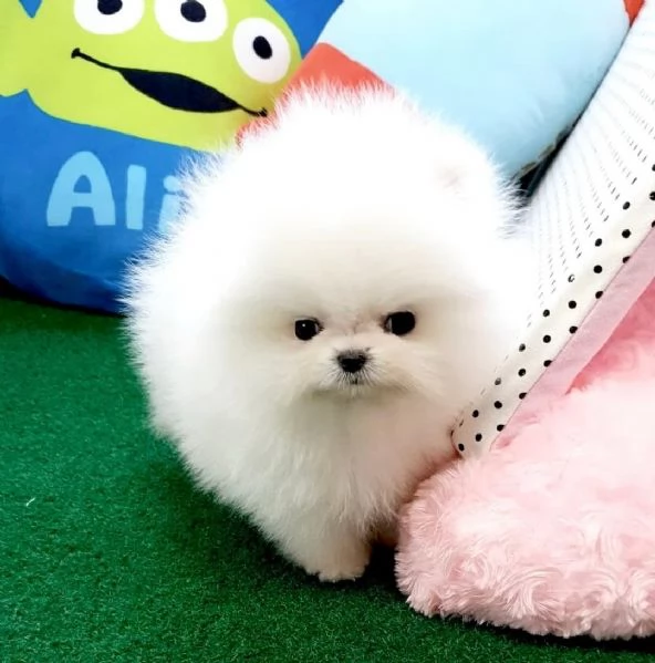 Bellissimo cucciolo di Volpino Pomerania maschio e femmina per adozione