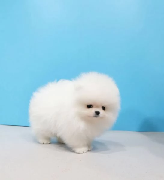 Bellissimo cucciolo di Volpino Pomerania maschio e femmina per adozione | Foto 3