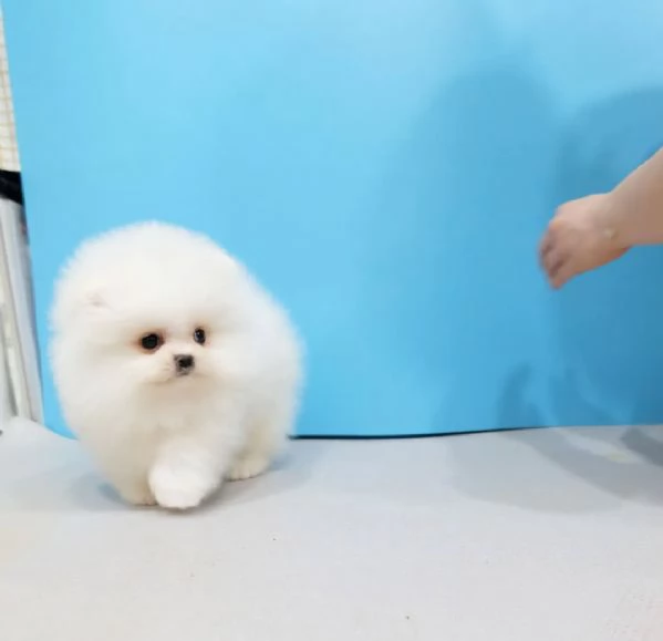 Bellissimo cucciolo di Volpino Pomerania maschio e femmina per adozione | Foto 2