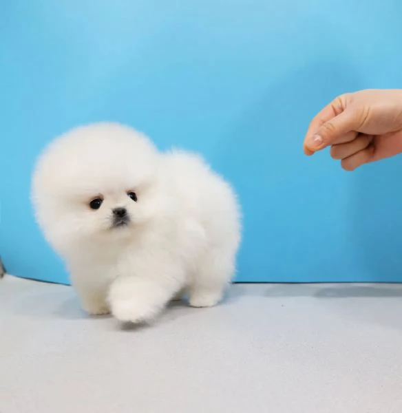 Bellissimo cucciolo di Volpino Pomerania maschio e femmina per adozione | Foto 1