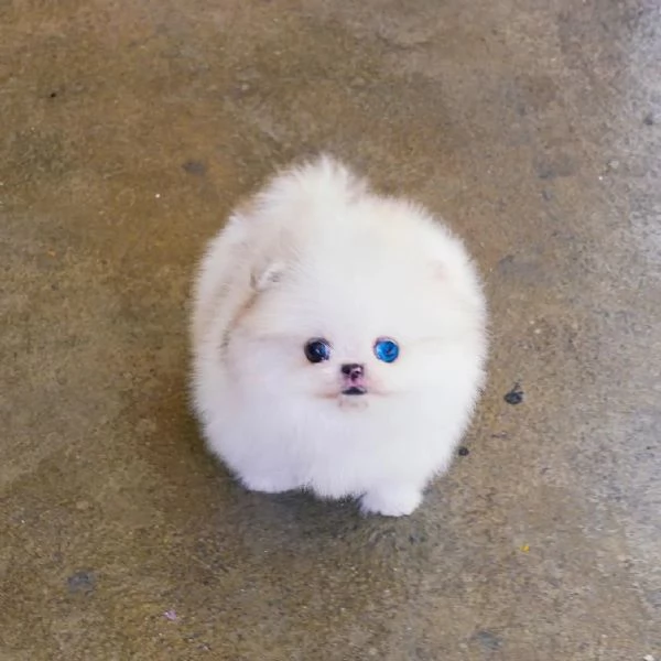 Bellissimo cucciolo di Volpino Pomerania maschio e femmina per adozione | Foto 0