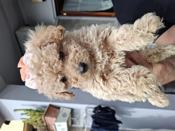 Cucciolata di Maltipoo  | Foto 5
